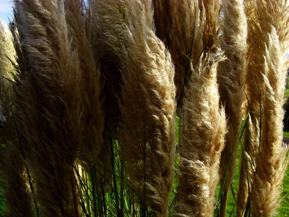 Plant nature grass