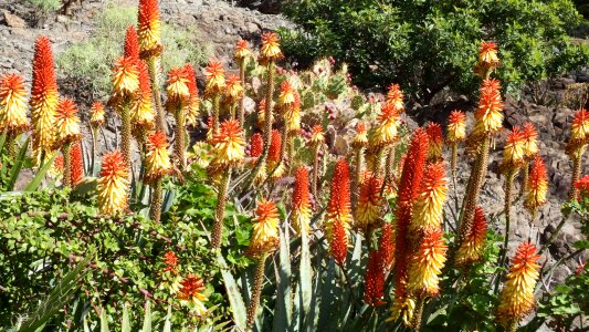Red aloe vera tropical