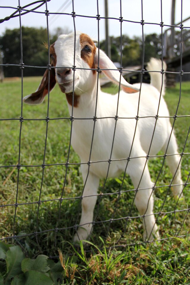 Zoo cute rural