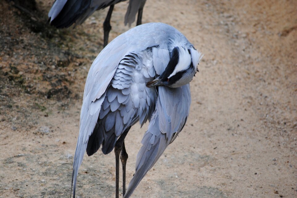Wildlife nature beak