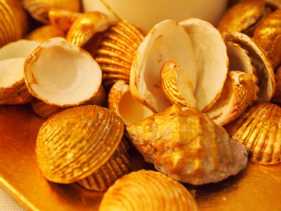 Decoration clam clams