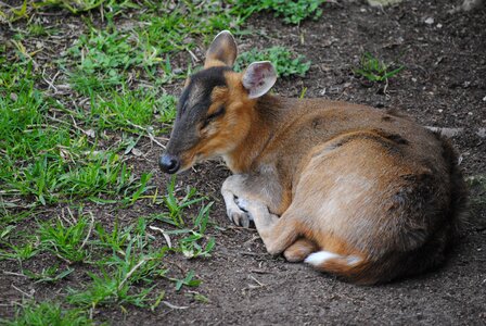 Wild mammal white