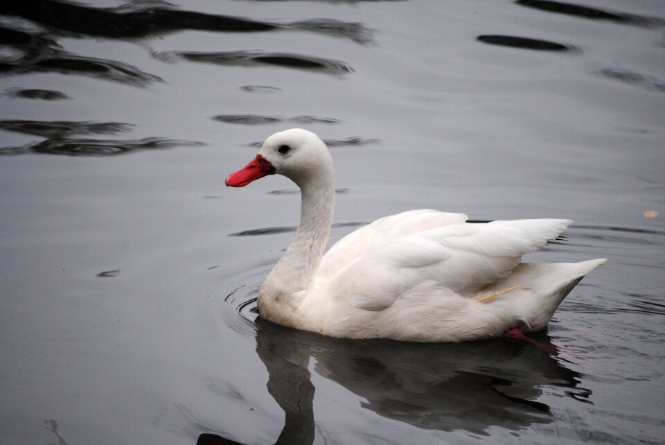 Nature water animal