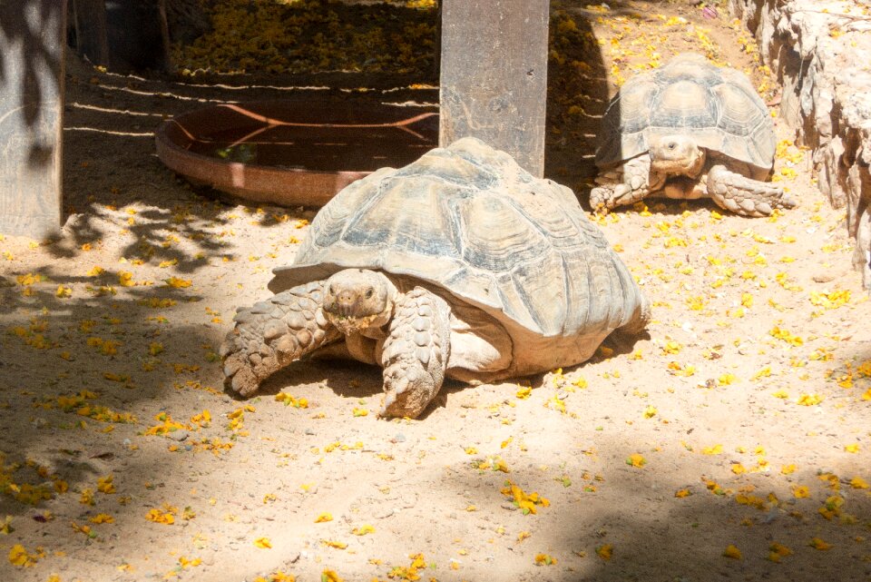Turtle zoo giant tortoise