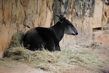 Wildlife black conceptual