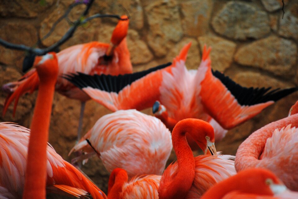 Animal nature wildlife