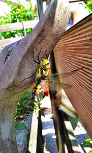 Insect pond garden