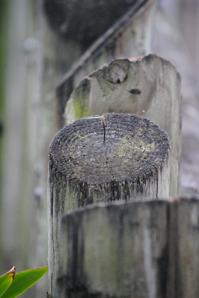 Wooden tree nature
