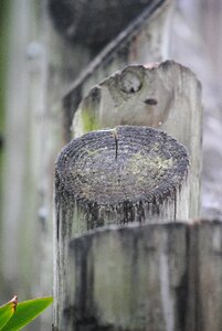 Wooden tree nature