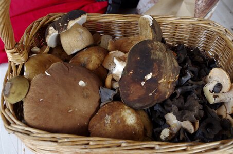 Booty porcini mushrooms cuddly