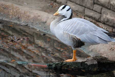 Animal poultry water