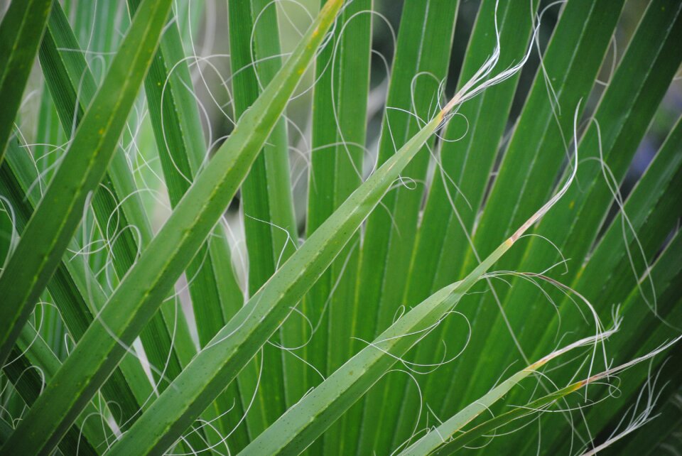 Plant summer natural