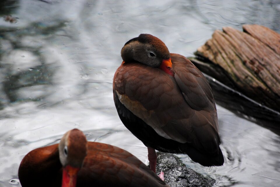 Mallard water wildlife
