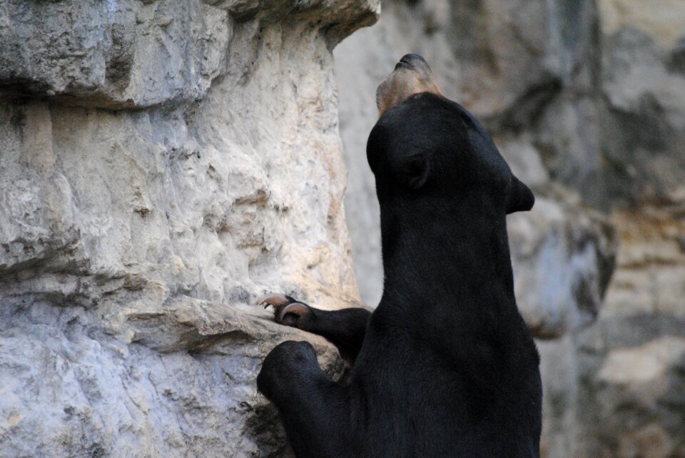 Wildlife nature wild