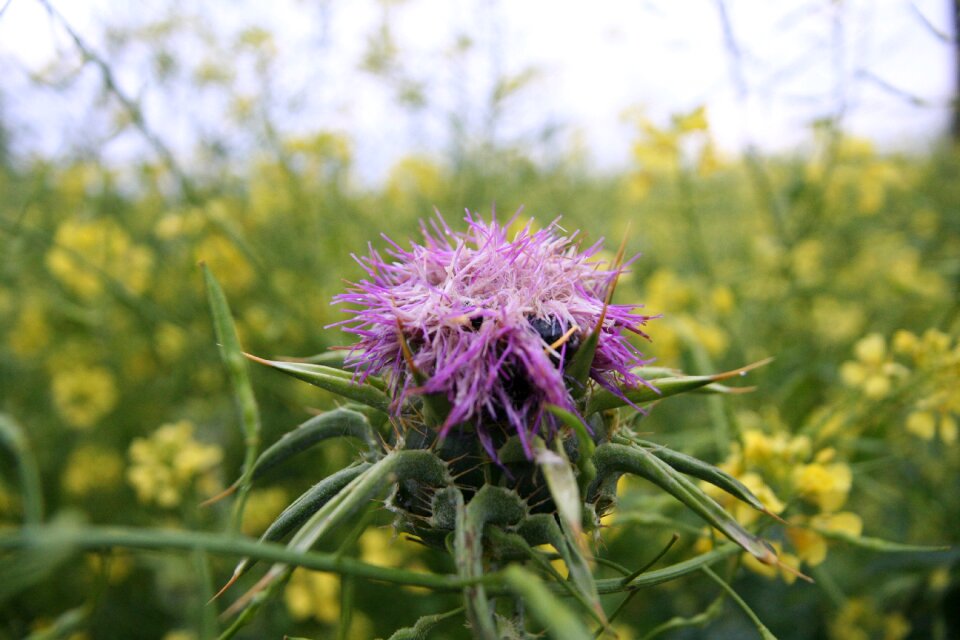 Plant silybum wildflower