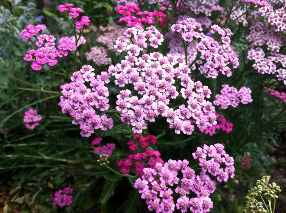Achillea flower medicine