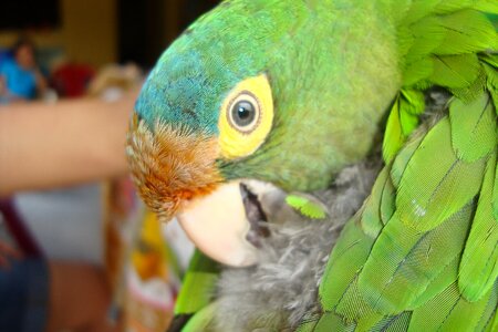 Feathers peak birds