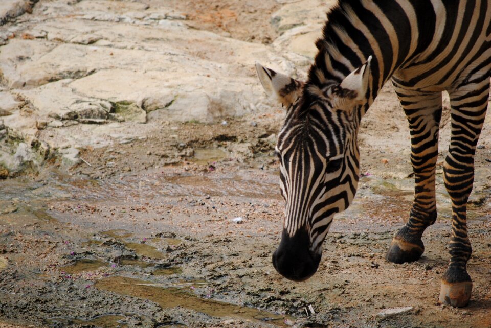 Nature animal mammals