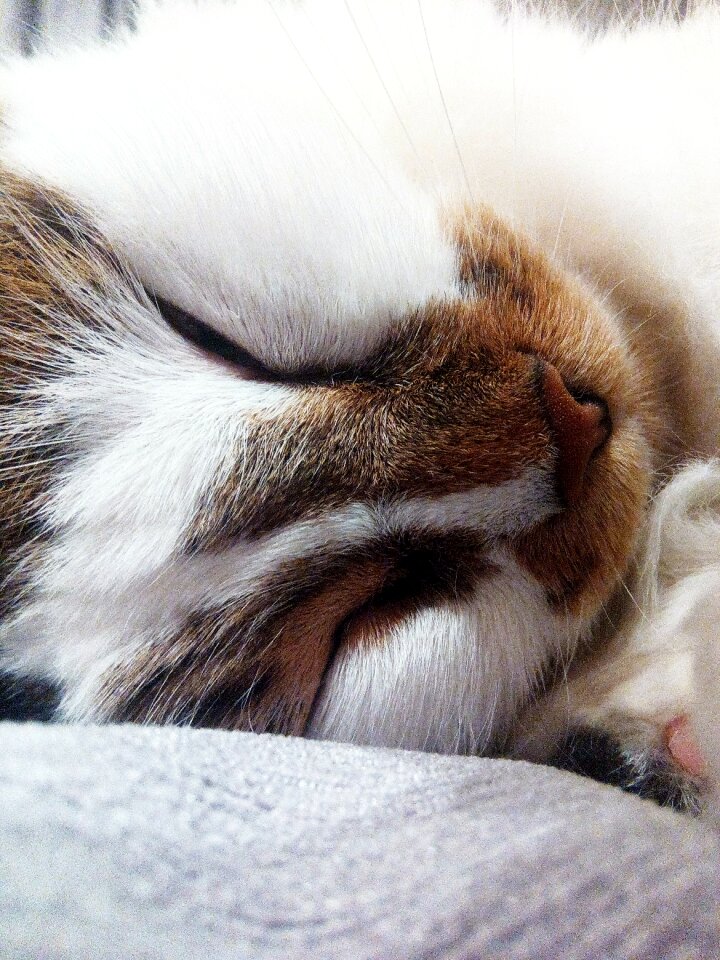 Sleep adorable young