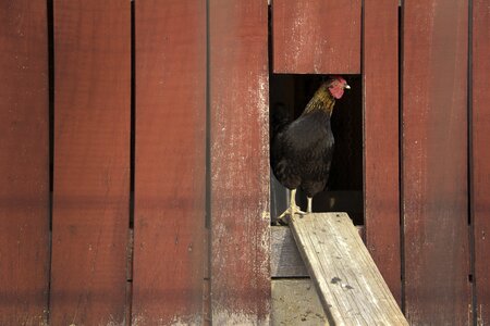 Poultry rural farm photo