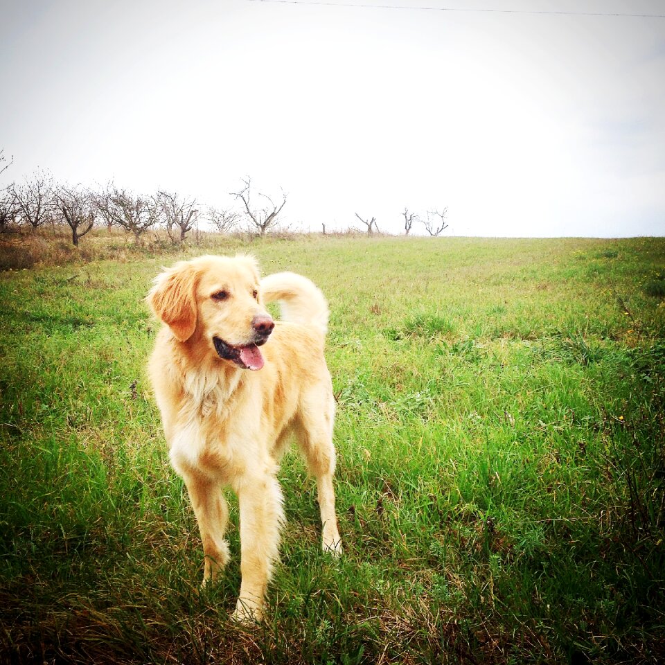 Dog hovawart nature