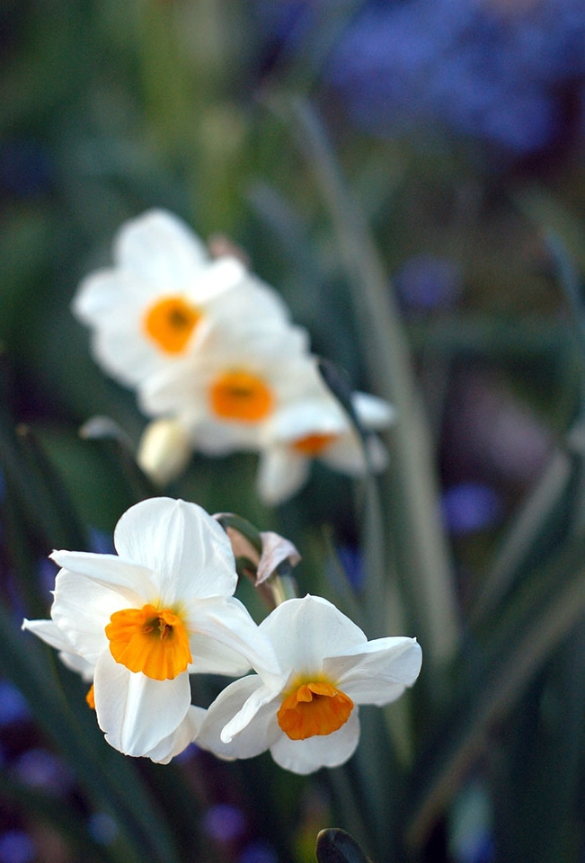 Spring garden plants