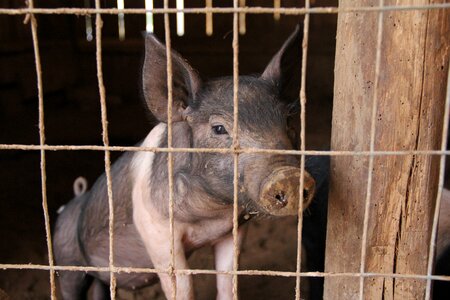 Pig sty pork agriculture photo