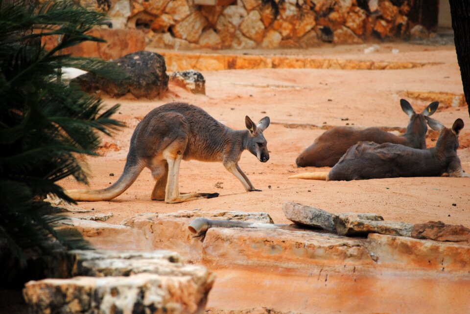Marsupial mammal wildlife