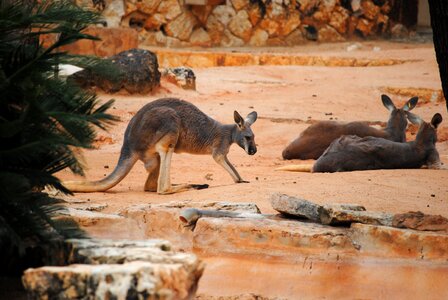 Marsupial mammal wildlife photo