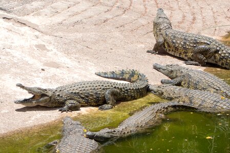 Crocodiles reptile bank