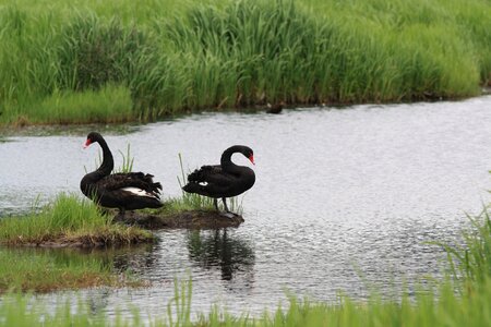 Bird animal wetlands