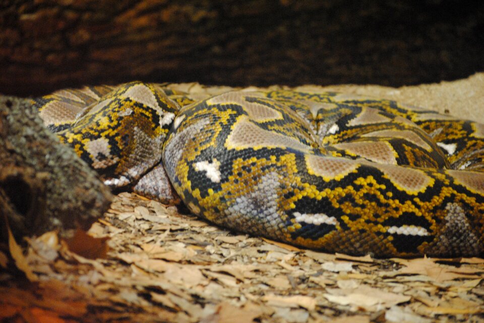 Animal wild python