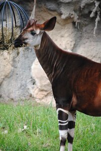 Mammal wildlife white