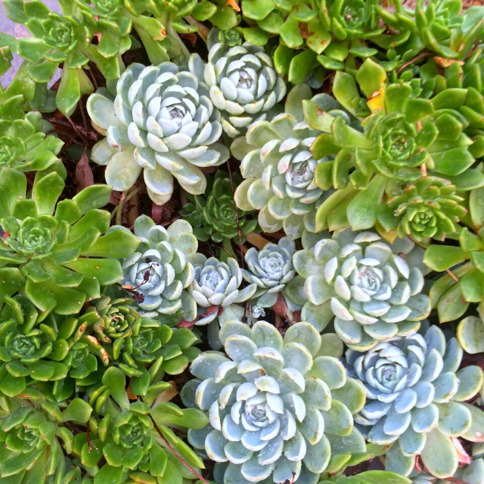 Green garden