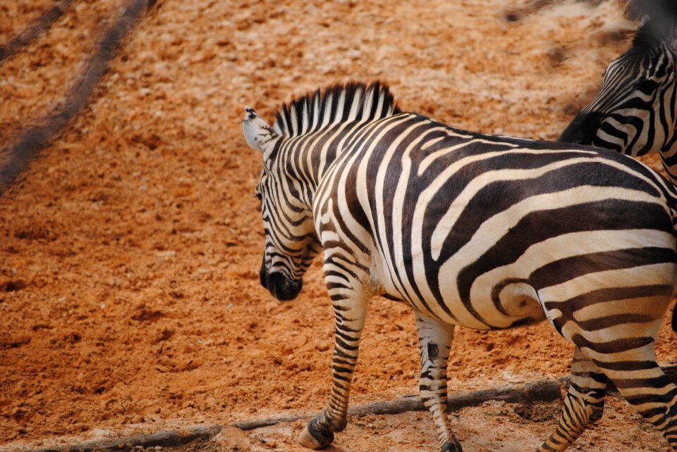 Nature animal mammals