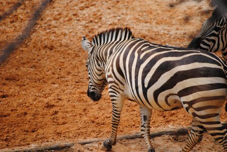 Nature animal mammals