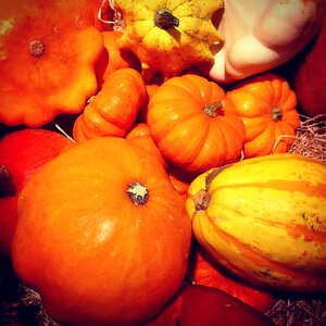 Squash legumes halloween