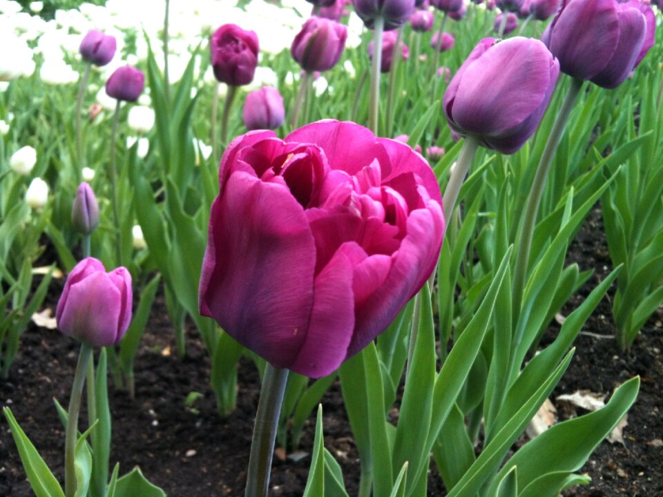Nature blooming