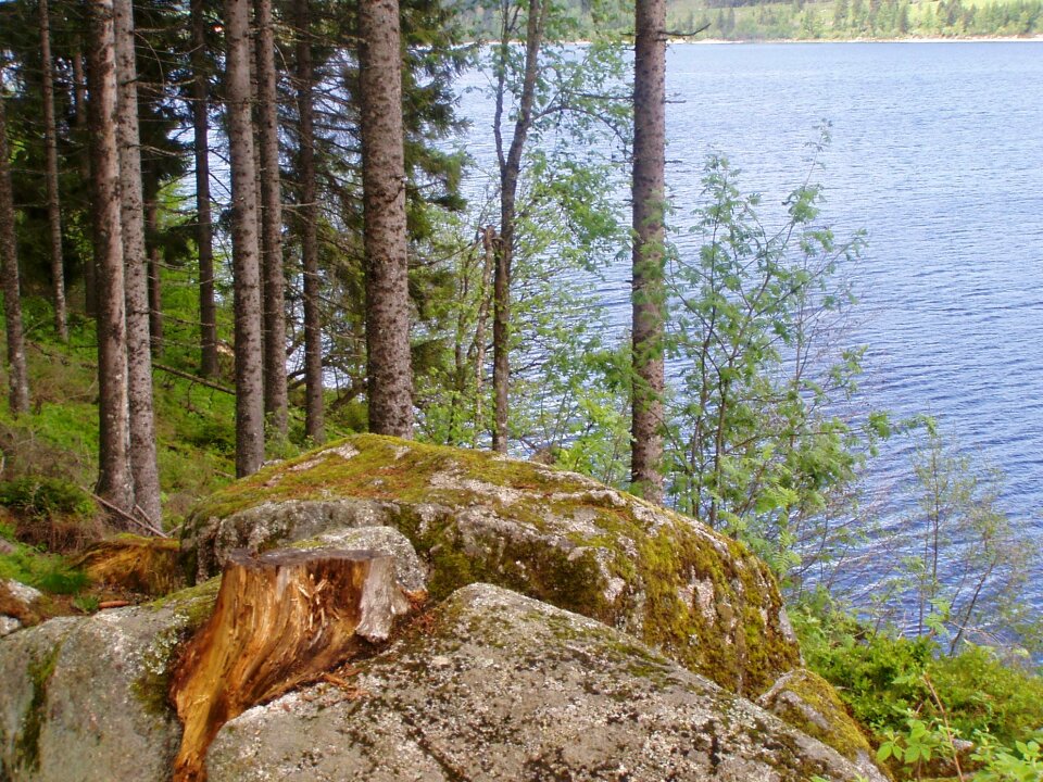 Landscape lake plant