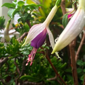Natural garden fresh