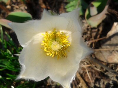 Spring early bloomer blossom