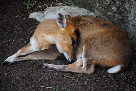 Nature mammal sleep photo