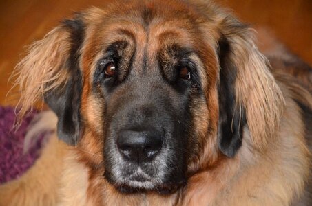Beautiful race dog breed