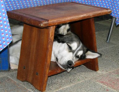 Strange sleepy rest