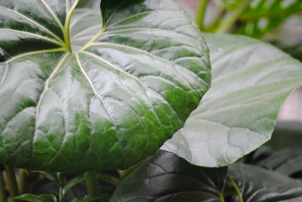 Plant summer natural