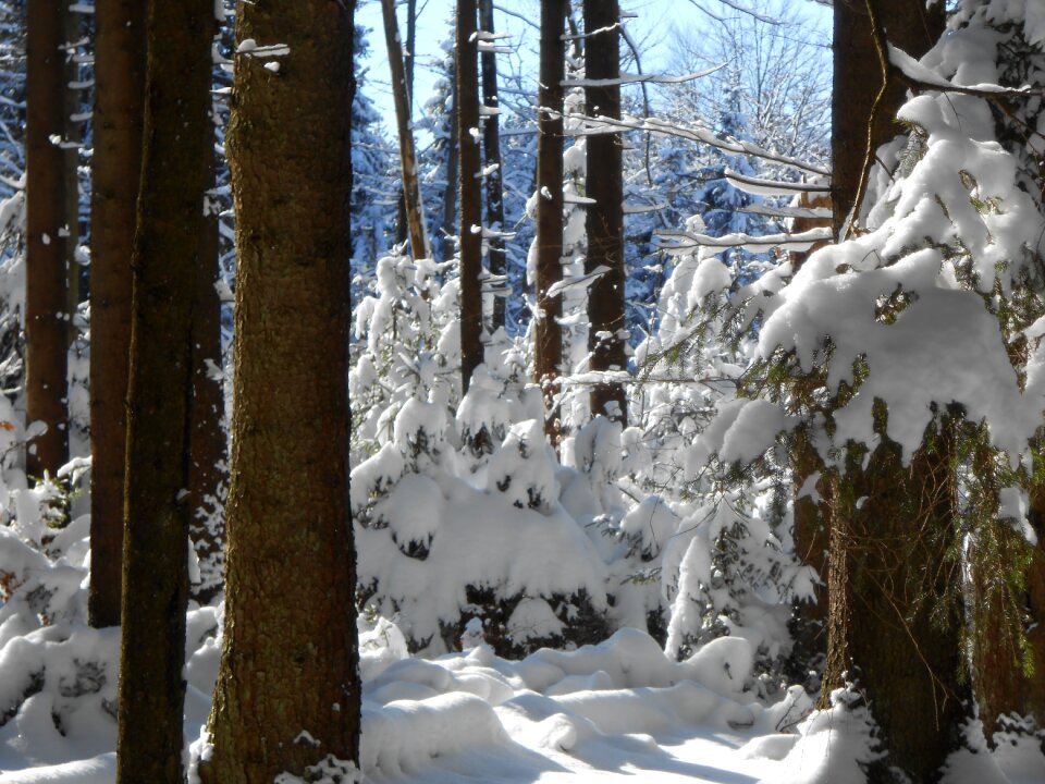 Nature winter forest hoarfrost