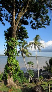 Nature cayenne french guiana photo