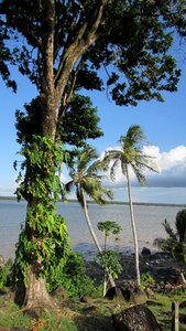 Nature cayenne french guiana