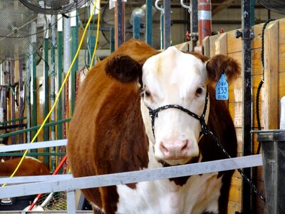 Animal milk brown