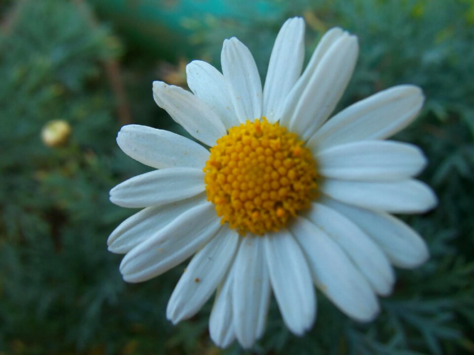 Daisy plant nature